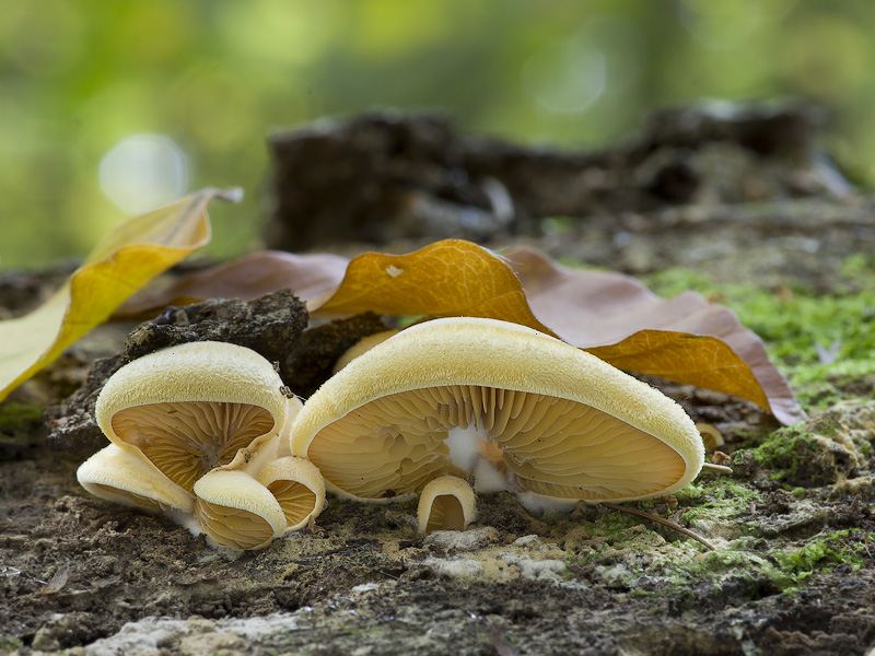 Phyllotopsis nidulans